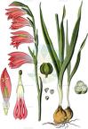 Gladiolus italicus