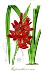 Hesperantha coccinea