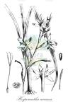 Hesperantha coccinea