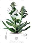 Lapeirousia anceps