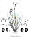Libertia chilensis