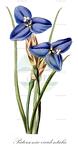 Patersonia occidentalis