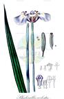 Phalocallis coelestis