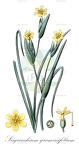 Sisyrinchium graminifolium