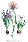 Salpingostylis coelestina