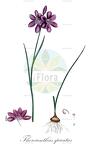 Thereianthus spicatus