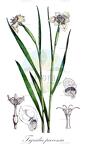 Tigridia pavonia