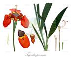 Tigridia pavonia