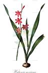 Watsonia meriana