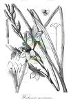 Watsonia meriana