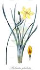 Bobartia gladiata