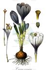 Crocus vernus