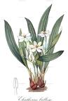 Eleutherine bulbosa