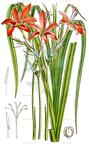Freesia grandiflora