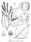 Klainedoxa gabonensis