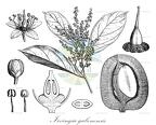 Irvingia gabonensis