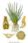 Isoetes lacustris