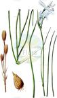Ixiolirion tataricum