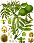 Juglans regia