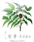 Platycarya strobilacea