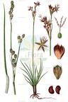 Juncus squarrosus