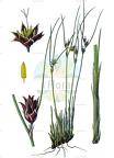 Oreojuncus trifidus