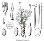 Patosia clandestina
