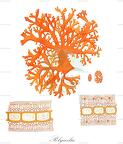 Polycoelia