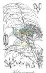 Kirkia acuminata