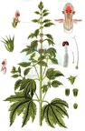 Leonurus cardiaca