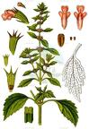 Chaiturus marrubiastrum