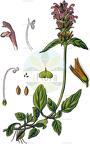 Prunella vulgaris