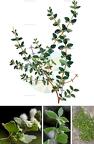 Acanthoprasium frutescens