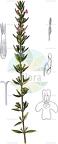 Micromeria graeca