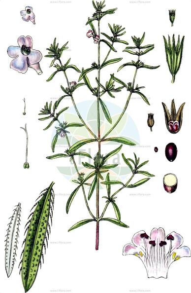 Satureja hortensis