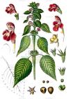 Galeopsis pubescens