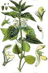 Lamium album