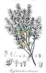 Hyssopus officinalis
