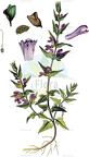 Scutellaria minor