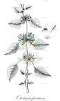 Otostegia fruticosa
