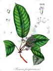 Premna purpurascens