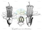 Symphorema involucratum