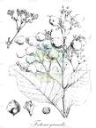 Tectona grandis