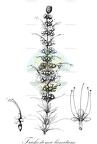 Trichostema lanatum