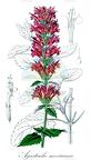 Agastache mexicana
