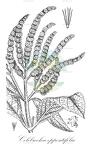 Colebrookea oppositifolia