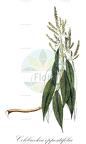 Colebrookea oppositifolia
