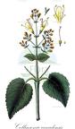 Collinsonia canadensis