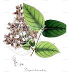 Congea tomentosa