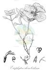 Eriophyton rhomboideum